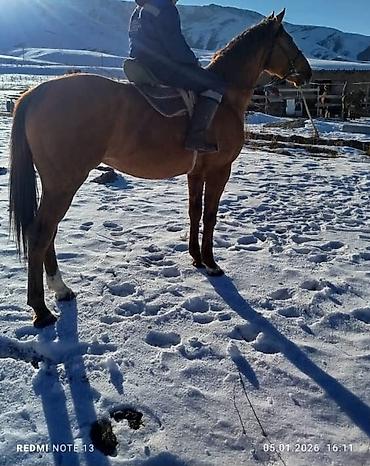 Лошади, кони: Продаю | Жеребец | Полукровка | Рабочий | Осеменитель at lalafo.kg — 7 Лошади, кони: Продаю | Жеребец | Полукровка | Рабочий | Осеменитель — 7