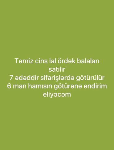 Inəklər, öküzlər: - Təmiz cins lal ördək balaları - Ümumi say: 7 ədəd Şərtlər (şəkildə
