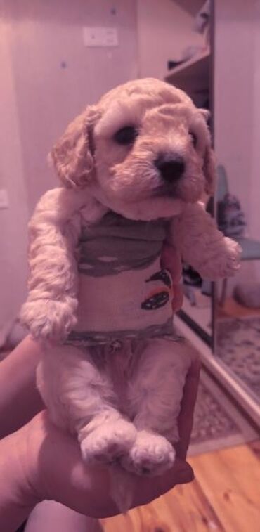 İtlər: Pudel — 1