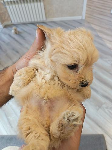 İtlər: Pudel, 2 ay, Erkek — 5