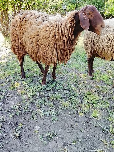 kirpi satisi: Dişi, Qala, il: 3, 70 kq, Damazlıq, Ödənişli çatdırılma, Ünvandan götürmə — 2