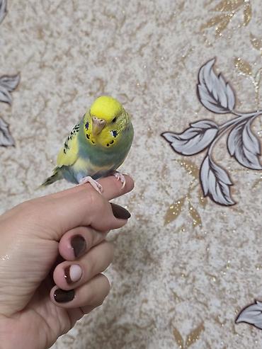 сколько стоят попугайчики: Qəfəslə birlikdə hazır cüt volnistiy satılır . dişi quş ələ — 9