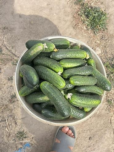Другие продукты питания: Огурцы — 1