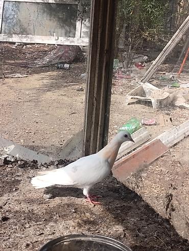 quşlar goyərcin: Ağ rəngdə, boyun nahiyəsində açıq şaftalı ləkələri olan gözəl — 1