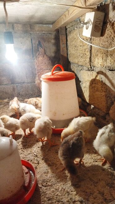 Xoruzlar: Xoruz, Brama, il: 1, Ünvandan götürmə, Ödənişli çatdırılma — 18