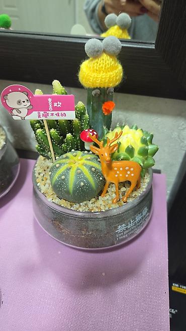 Кактусы: Эхинопсисы в горшках - Род: Echinopsis (кактусы-шаровидной формы с — 6