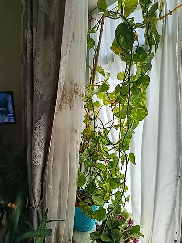 sarmaşiq: Epipremnum aureum (Pothos, “Skandens”) – sarmaşıq tipli otaq bitkisi — 1