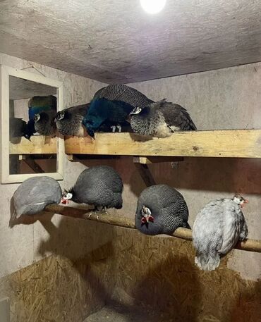 домик для кур: Сатам | Короздор, Тооктор