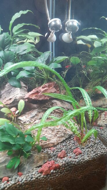 pişiyə verilən adlar: Cryptocoryne akvarium bitkisi