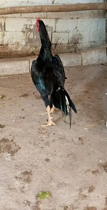 маленькие собаки в баку: Chu Şhamo Zil Qara.1 İllik Xoruzdur.Viddi Paqonlu Boynu Əsən at lalafo.az маленькие собаки в баку: Chu Şhamo Zil Qara.1 İllik Xoruzdur.Viddi Paqonlu Boynu Əsən