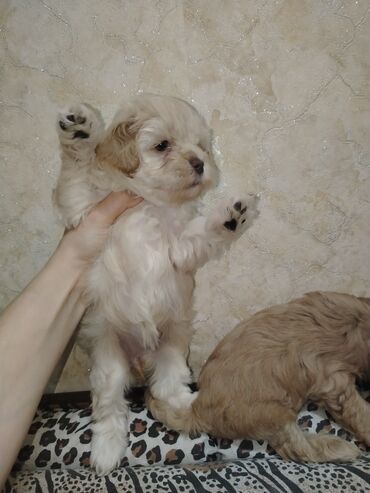 İtlər: Mini və mikro maltepoo cinsli balalar rəngləri 2 qırmızı(red) 1 — 10