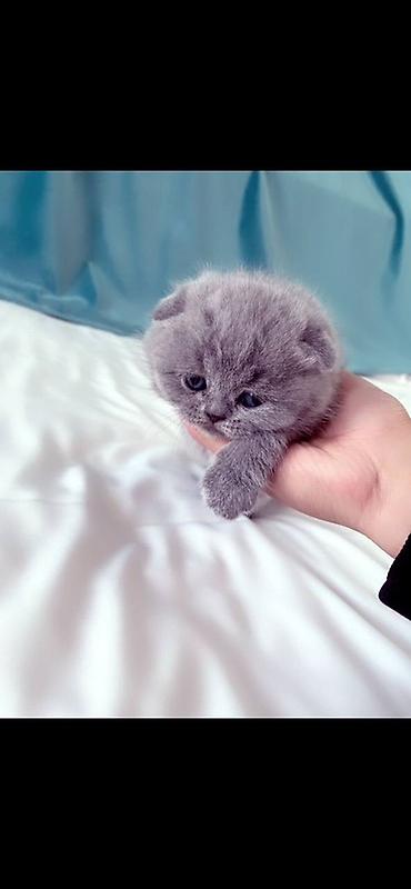 пл: Продается котенок чистокровный, шотландский вислоухие 1 месяц, котенок — 3