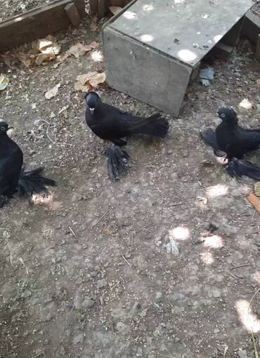 Salam qardaşalr tərgidmə quşlardı 2 maya 2 erkəy hazır bala verırn