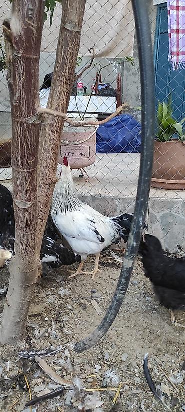 tovuz qusu balasi: Toyuqlar yeni yumurtaya düşmüş cavan ferelerdi damazlıq saxlamaq üçün — 7