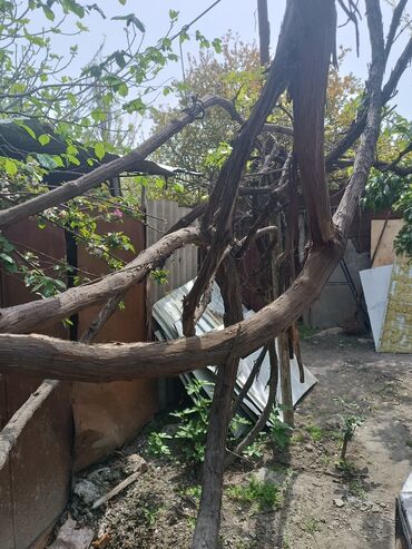 Həyət darvazaları: RT Arxasında körpüdən sağda 2 ci küçədə 2 mərtəbəli 8 otaqlı həyət evi -da lalafo.az — 23 Həyət darvazaları: RT Arxasında körpüdən sağda 2 ci küçədə 2 mərtəbəli 8 otaqlı həyət evi — 23