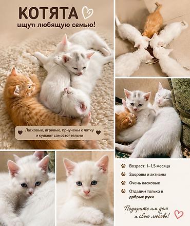 Мышыктар: Мышык бекер берилет: Породасыз, 2 айлык, Эркек, Лотокко барууга үйрөтүлгөн — 6