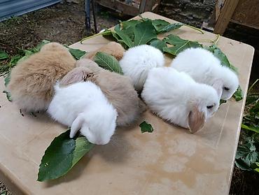 ev dovşan: Mini Lop dekorativ dovşan balaları - Cins: Mini Lop (aşağı sallanan — 6