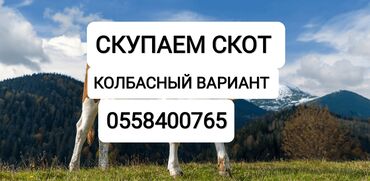 бекер уй: Сатып алам | Уйлар, букалар, Жылкылар, аттар | Күнү-түнү, Бардык шартта, Союлган