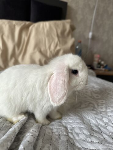 шотландская вислоухая голубая кошка: 🥰🐰Белые голубоглазые минилопы😍😍😍 есть два белых и один коричневый