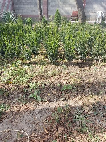 семена ель: В наличие около 500 кустов Самшит (Buxus sempervirens) – декоративные — 4