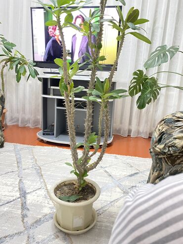 раковина с тумбой и зеркалом в ванную бишкек: Молочай миля