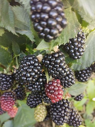 Ежевика: Ежевика — 7