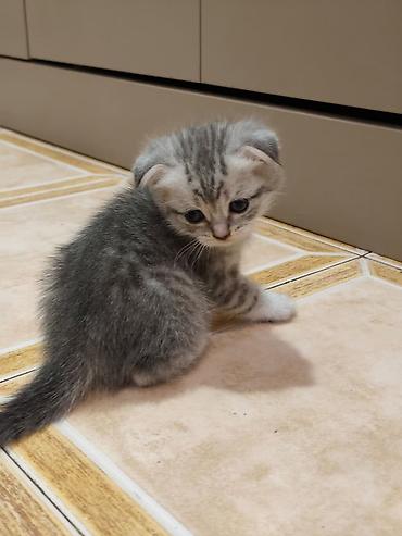 Кошки: Шотландская вислоухая — 2