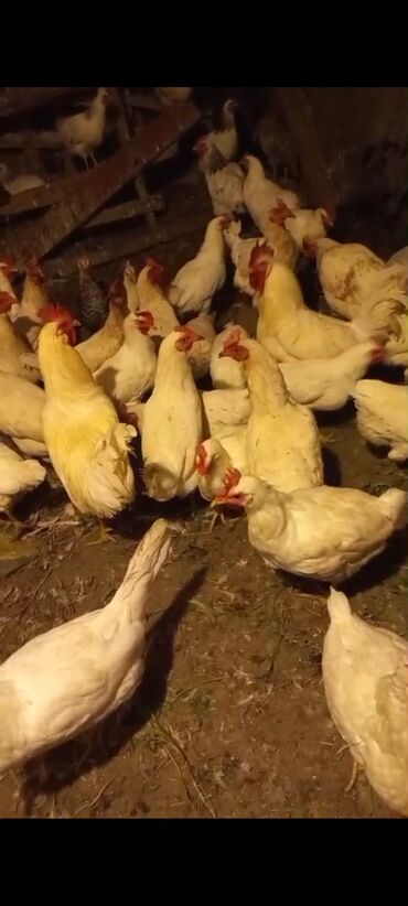 brama toyuqları: Петух, лет: <1, Бесплатная доставка, Доставка в районы, Самовывоз
