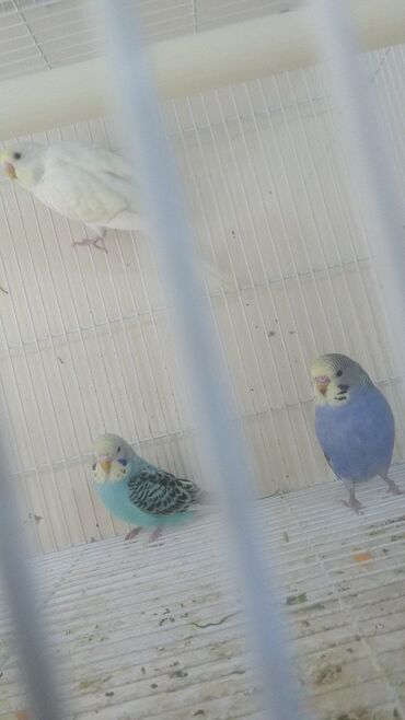 Tutuquşları: Tutuquşları — 19