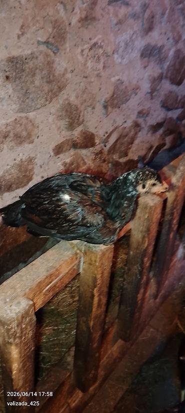 barter xoruz: 3 aylıq heyratı Cücələr təcili satılır yer yoxdur deyə satıram ata — 3