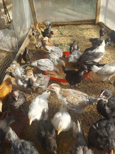 austrolop cücəsi: Куриные цыплята, Для разведения, Самовывоз