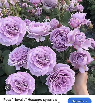 Роза: Саженцы — 1