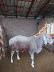 дом для кош: В продаже породистый баран
Арашан
цена 99000сом