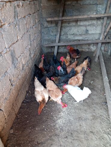 Toyuqlar: Salam. Toyoq. Xoruz. satlır. Ünvan. Şüvələn. qiymət. toyoq. 13 — 5