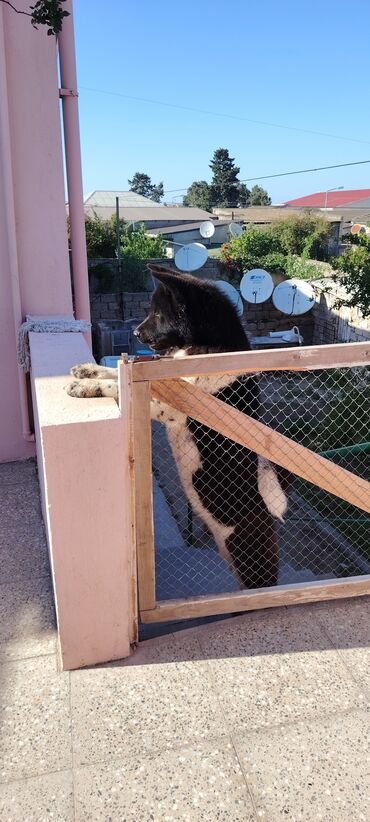 İtlər: Akita-inu, 8 ay, Dişi, Pulsuz çatdırılma