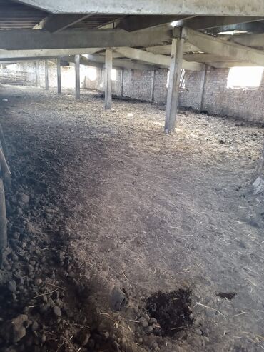 Сельхоз предприятия: Продаю Кошара, 50 соток, Действующий, Электричество, Канализация — 18