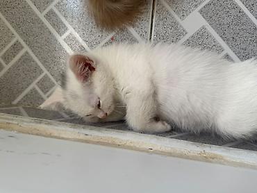pişik oyuncaqları: Yaxşı əllərə — 3
