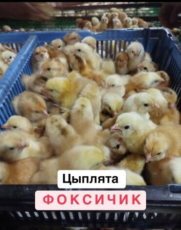 живые раки: Суточные цыплята Фоксичик Быстрорастущий скороспелый кросс С 4.5 мес