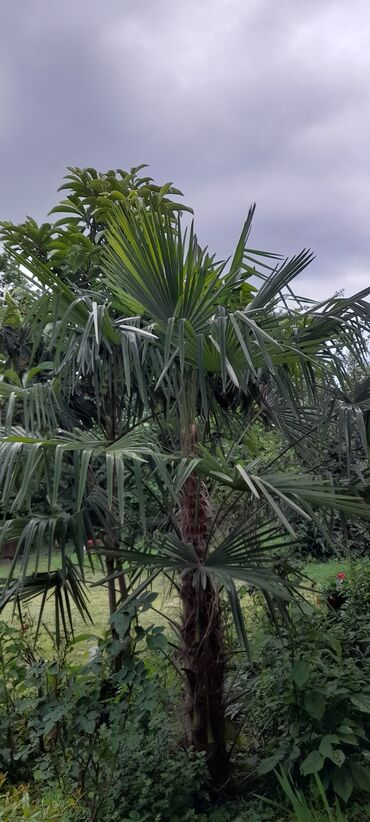 palma ağacı satışı: Salam ağaci ucuza da vererem