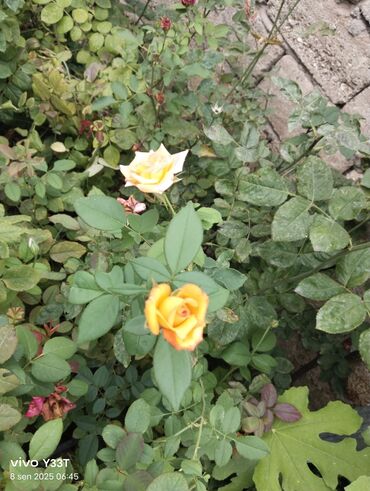 Ağaclar: Satılır: dekorativ bitkilər toplusu - Gül kolları (mini/çalı tipli) – — 4