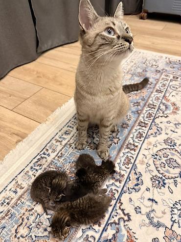 Продажа кошек: Отдам кошку с котятками в хорошие руки 🐾🥺 — 1
