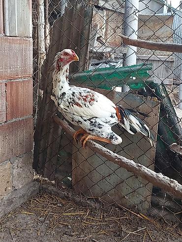 Xoruzlar: Xoruz, il: <1, Ödənişli çatdırılma — 12