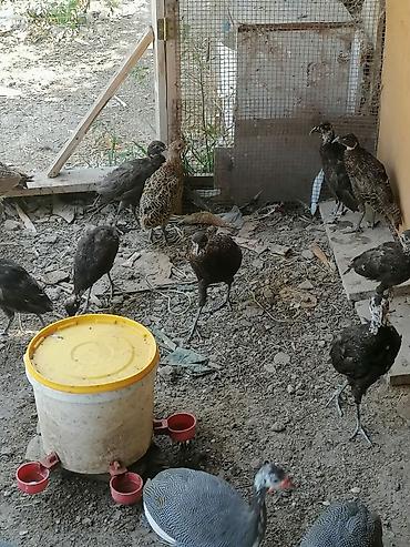 qara qurd: Satılan məhsul müxtəlif dekorativ və təsərrüfat quşlarıdır. Şəkillərdə — 1