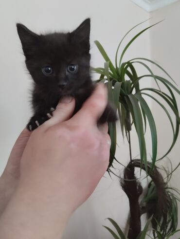 отдам котенка в добрые руки: 2 месяца, Мальчик