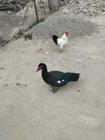 Ördəklər: Amerkan zumrudu lal ordeklerin 5 Ayliq ve 4 Ayliq balalari satilir — 1