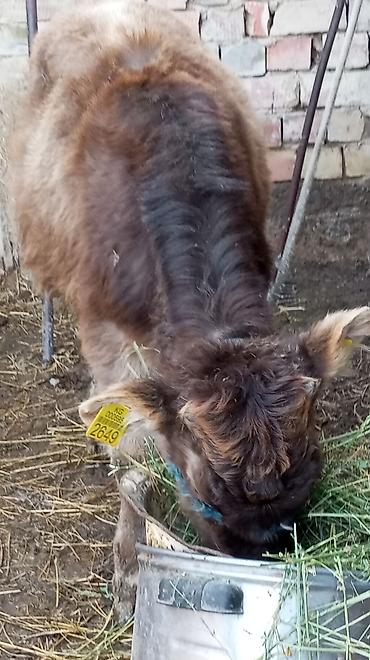 Коровы, быки: Продаю | Тёлка | На откорм | Привязанные — 10