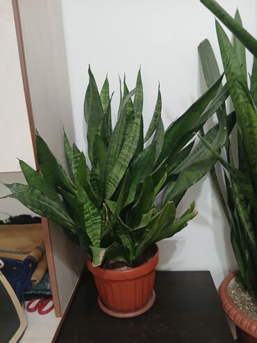 Драцены и Сансевиерии: Большой выбор сансевери — 3