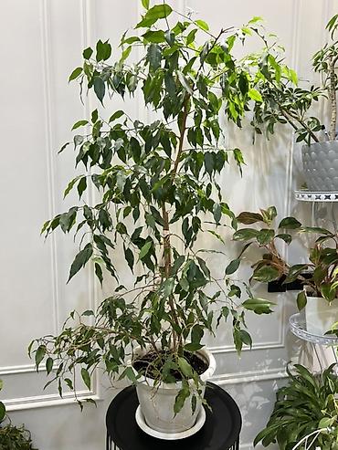 Фикусы: Фикус Бенджамина в напольных кашпо - Два взрослых деревца в отдельных — 3