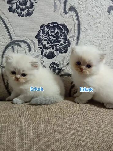 Pişiklər: Britan yastı qulaq, Erkək, Dişi, Yaxşı əllərə, Ünvandan götürmə, Pulsuz çatdırılma, Ödənişli çatdırılma — 12