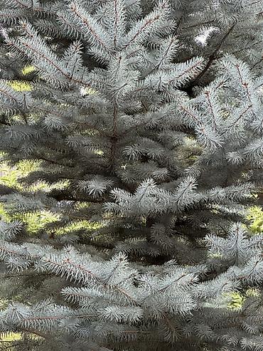 шкаф высокий: Голубая ель (ель колючая, Picea pungens) серебристо-голубого оттенка — 3